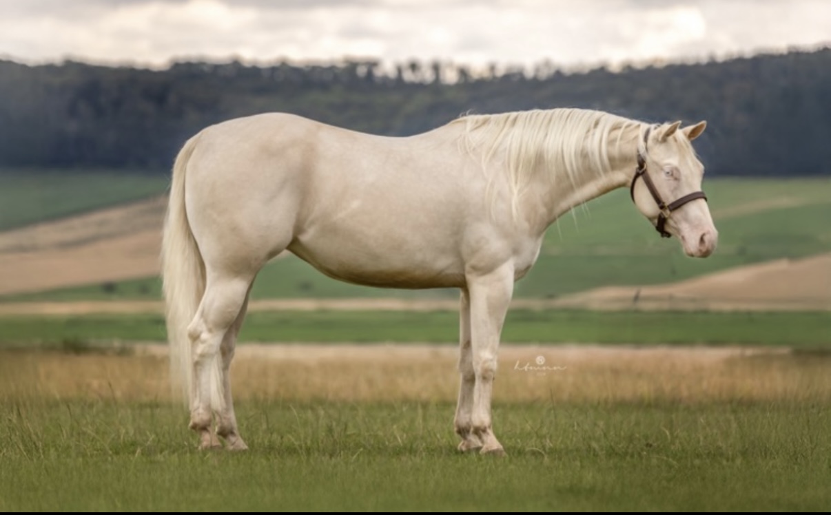 aqha stute mg-dream-come-true