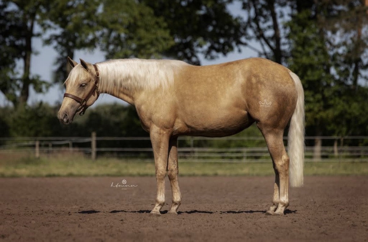 aqha stute mg-dream-come-true